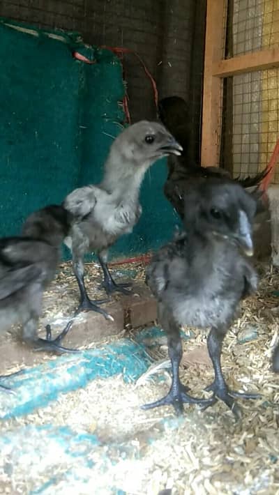 pure blue and black dragon chicks
