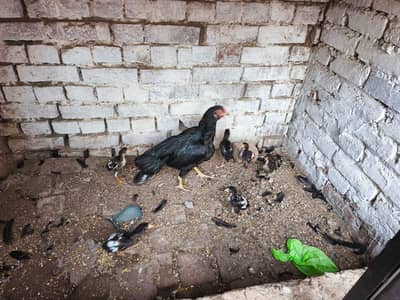 ،اصیل مرغے اور مرغیاں