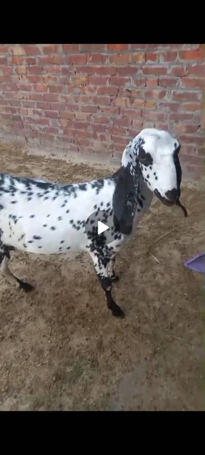 Makhi cheni bakri