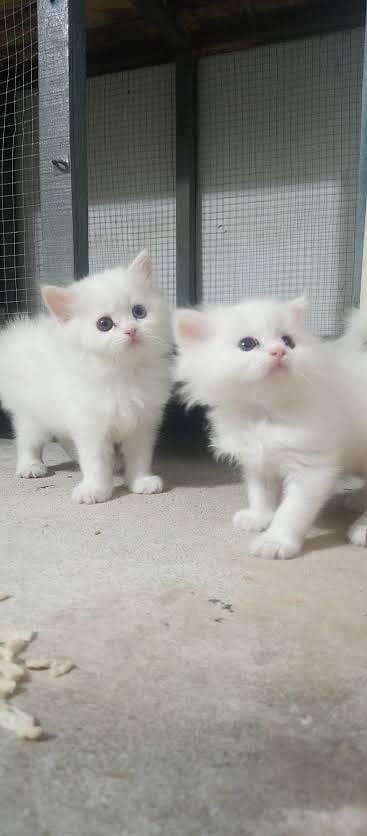 Persian kattins