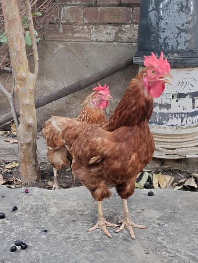 2 lohman brown egg laying