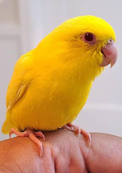 Australian Parrots total 8 Peices