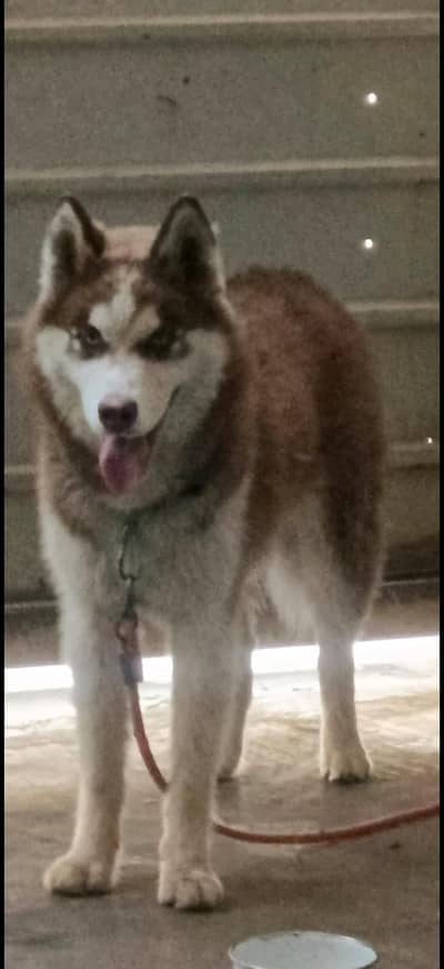 S. HUSKY MALE PUPY