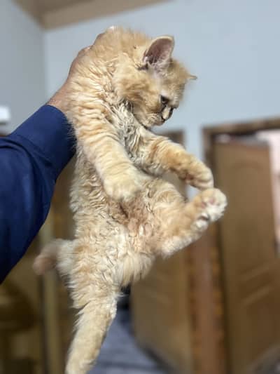 Persian Cat With All Accessories