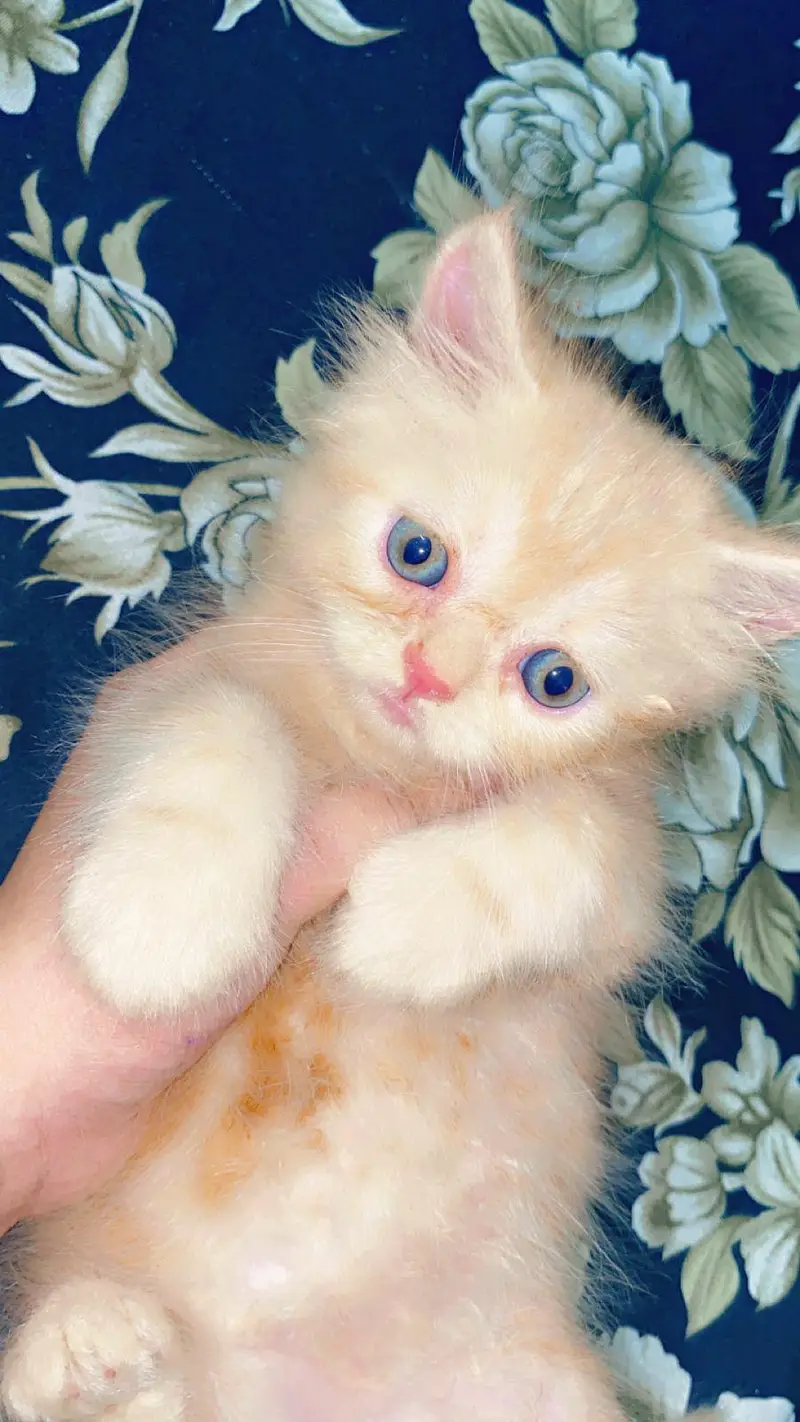 Persian kittens — photo 4