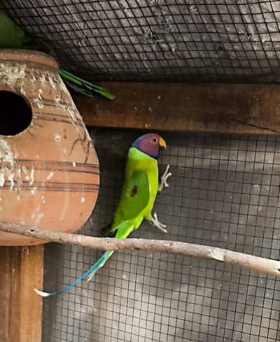 parrot for sale