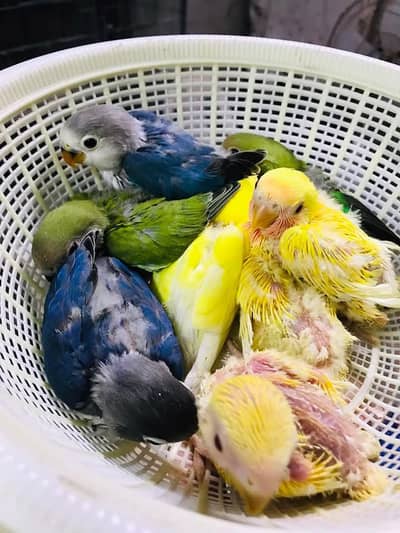 love bird chicks