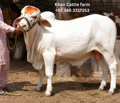 bull | bachra | desi bachre Healthy and Active | Ablak | Palai Service