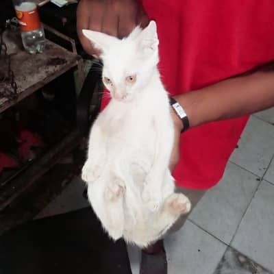 it's very hot cat