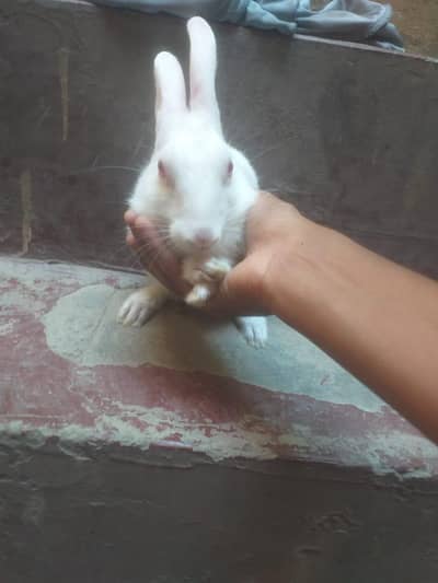 RABBIT very cute red eye