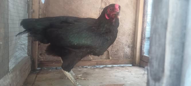 Aseel Sindhi murghi for sale