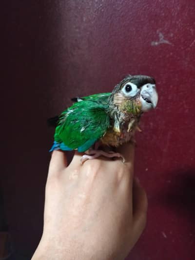 pineapple rose hand tame