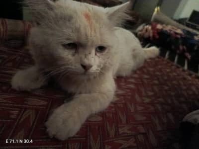 Persian cat for sale in kot addu 03706074110