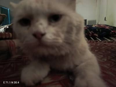Persian cat for sale in kot addu 03706074110