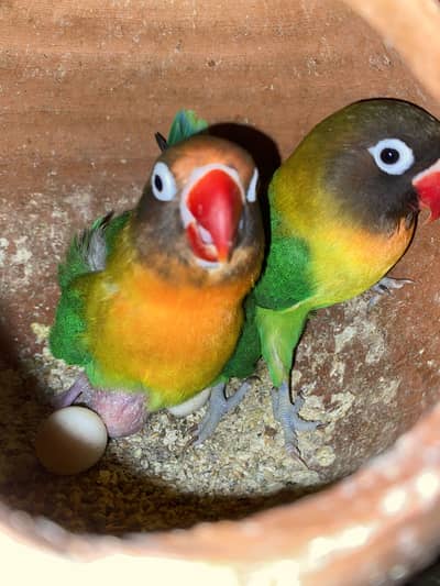 Black mask yellow chest pair lovebird