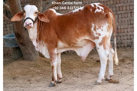 Bull | Bachra sale | desi bachre | Ablak | Palai Service | Cholistani
