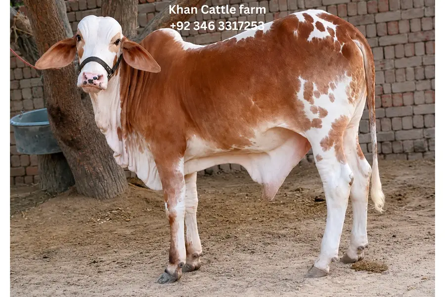 Bull | Bachra sale | desi bachre | Ablak | Palai Service | Cholistani