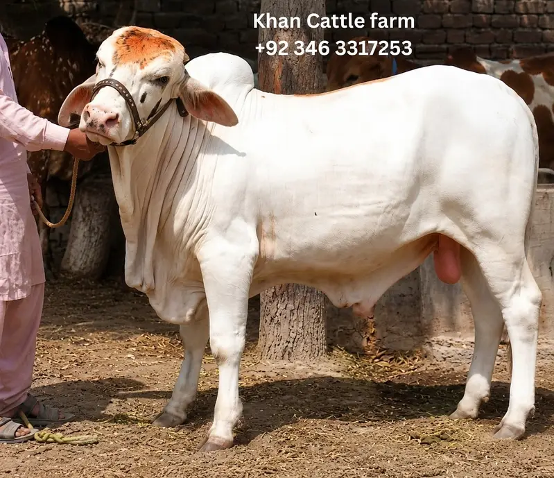 Bull | Bachra sale | desi bachre | Ablak | Palai Service | Cholistani — photo 2