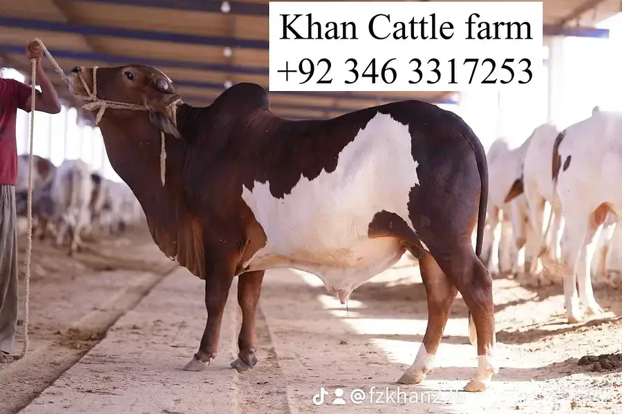 Bull | Bachra sale | desi bachre | Ablak | Palai Service | Cholistani — photo 3
