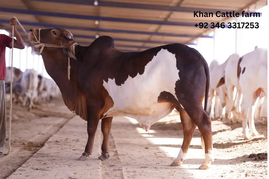 Bull | Bachra sale | desi bachre | Ablak | Palai Service | Cholistani — photo 5