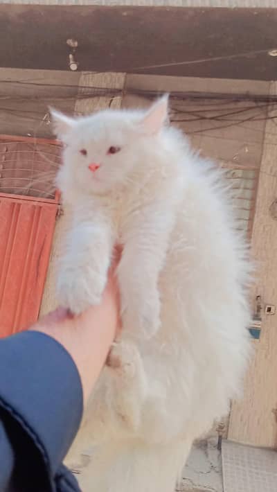 persian kitten for sale in lahore