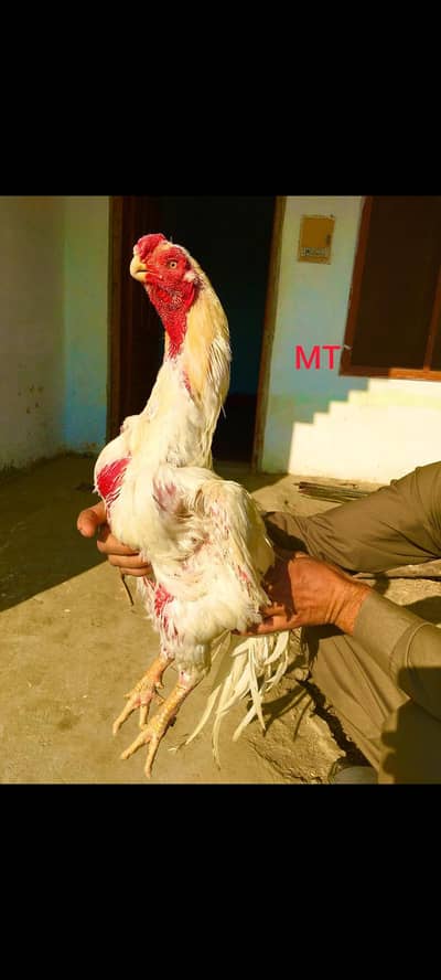 Indian Parrot Beal Long Tail Aseel Breeder Male.