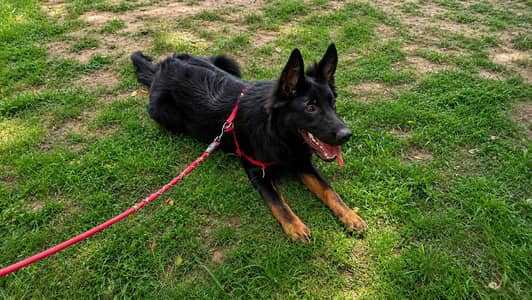 German shepherd Female