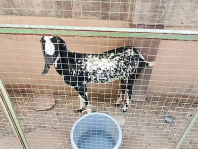 Doghli Makhi cheeni doodh wali bakri