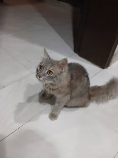 Female russian cat for adoption