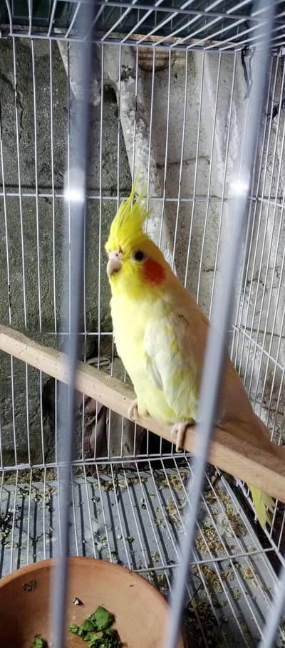 cocktail breeder male and female
