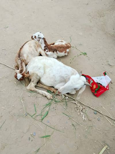 Mashallah 2 female bachon wali Bakri for sale