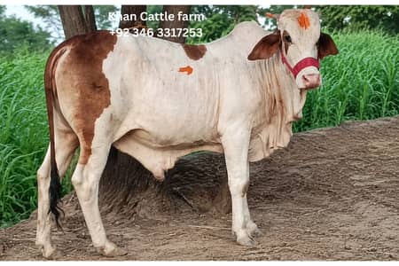 bull, bachra | desi bachre | qurbani 2027| ablak,Cholistani |Palai Ser