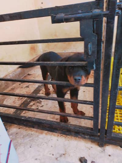 Rottweiler puppy 4 months old