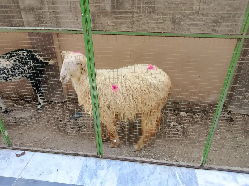 kaka DG Khan mundra — photo 8