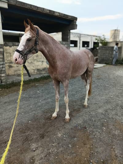 horse