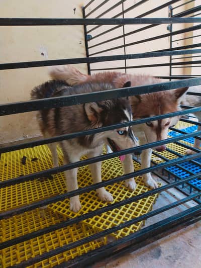 Siberian husky and agouti husky