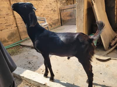 Desi bakra for sale