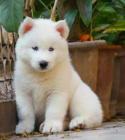 SHIHTZU AND HUSKY PUPPIES AVAILABLE