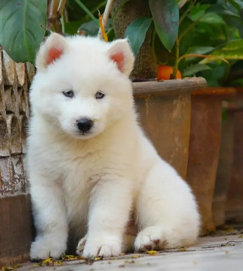 SHIHTZU AND HUSKY PUPPIES AVAILABLE