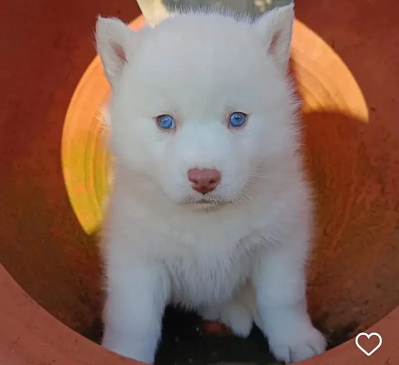 SHIHTZU AND HUSKY PUPPIES AVAILABLE — photo 2