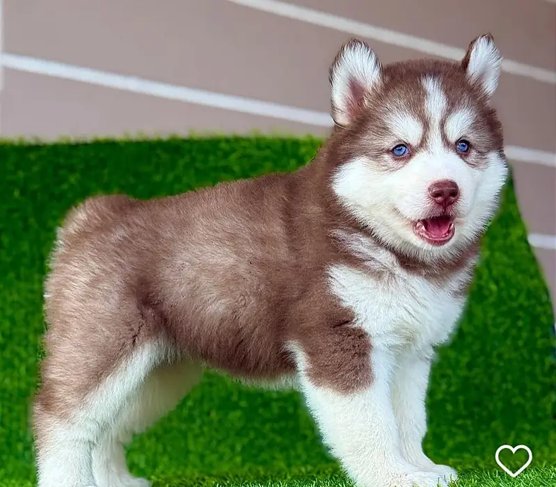 SHIHTZU AND HUSKY PUPPIES AVAILABLE — photo 3