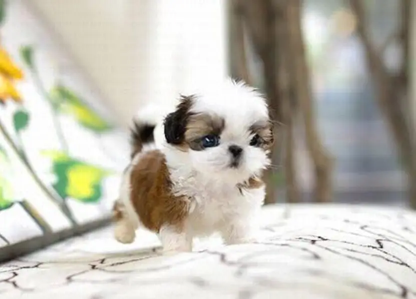 SHIHTZU AND HUSKY PUPPIES AVAILABLE — photo 5