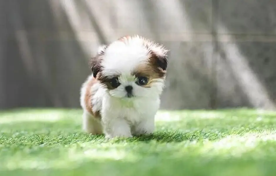 SHIHTZU AND HUSKY PUPPIES AVAILABLE — photo 6