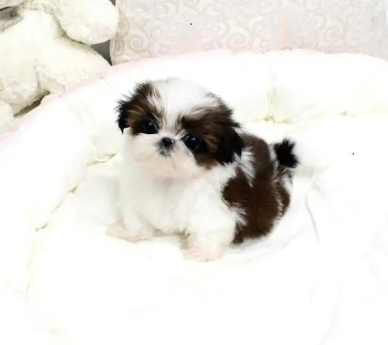 SHIHTZU AND HUSKY PUPPIES AVAILABLE — photo 7