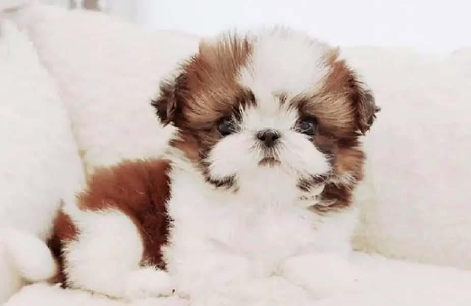 SHIHTZU AND HUSKY PUPPIES AVAILABLE — photo 8