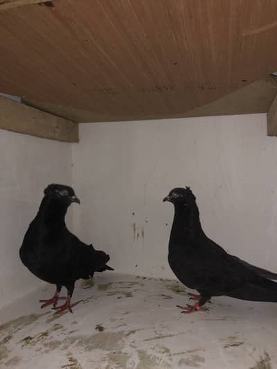 Urgent sale 03195681510