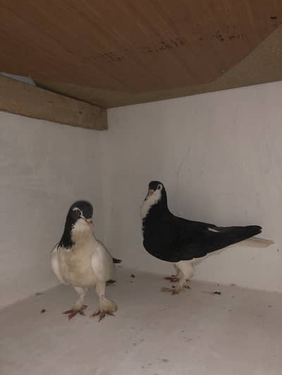 Urgent sale 03195681510