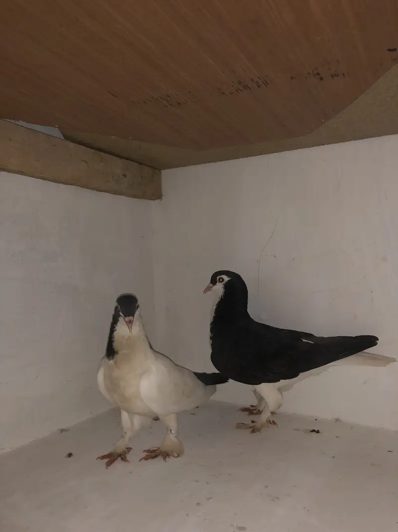Urgent sale 03195681510 — photo 2
