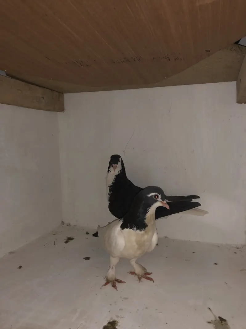 Urgent sale 03195681510 — photo 3