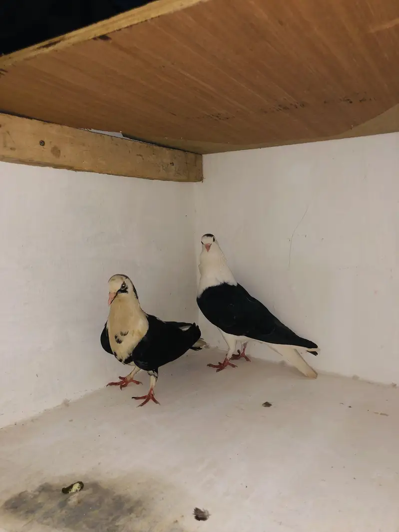 Urgent sale 03195681510 — photo 4